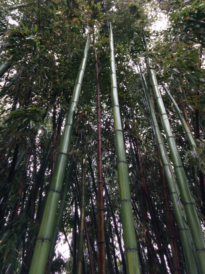 Phyllostachys vivax 'Huangwhenzhu' - Image 10