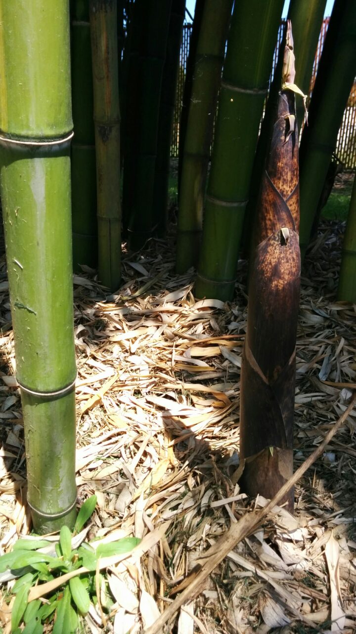 Phyllostachys vivax 'Huangwhenzhu' - Image 9