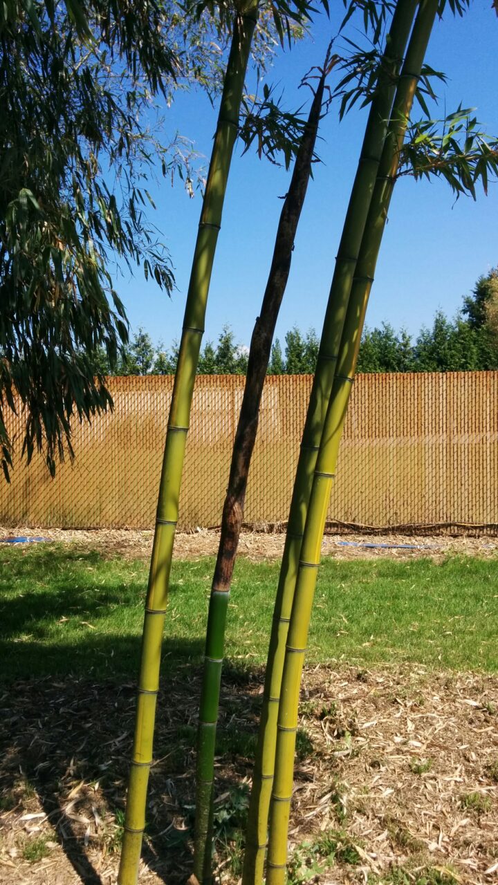 Phyllostachys vivax 'Huangwhenzhu' - Image 8