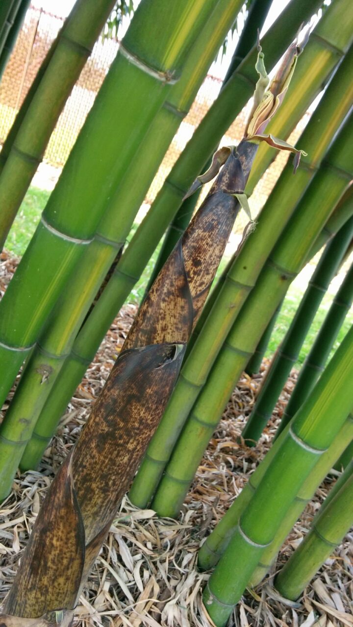 Phyllostachys vivax 'Huangwhenzhu' - Image 7