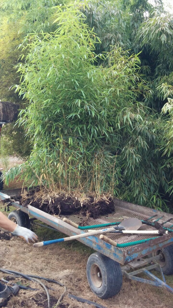 Phyllostachys vivax 'Huangwhenzhu' - Image 6