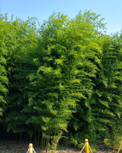 Phyllostachys nigra 'Shimadake'