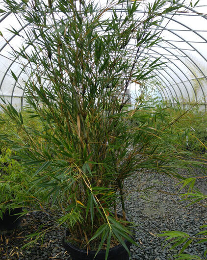 Pleioblastus hindsii 'Yasui'