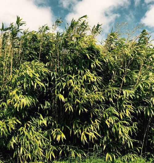 Pseudosasa japonica (Arrow Bamboo)