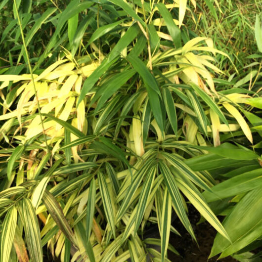 Psuedosasa japonica 'Akebonosuji'