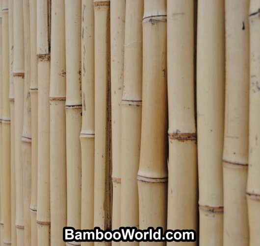 Bamboo Fencing