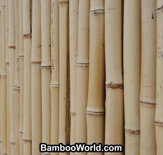 Bamboo Fencing