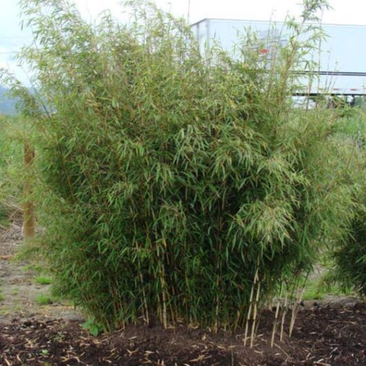 Fargesia Robusta