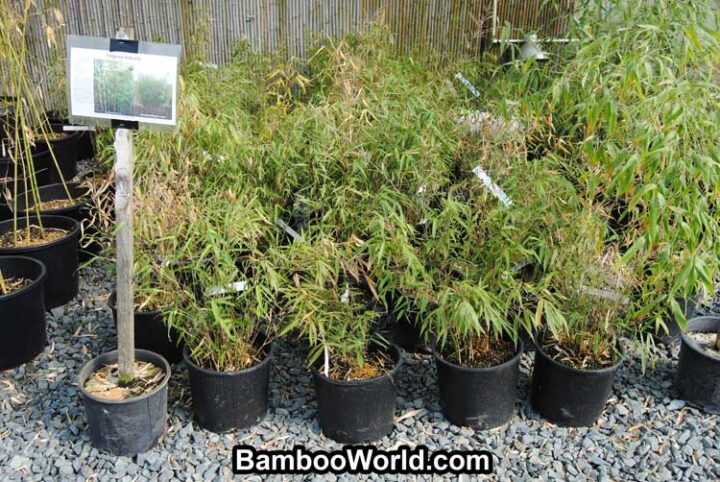 Fargesia Robusta - Image 3