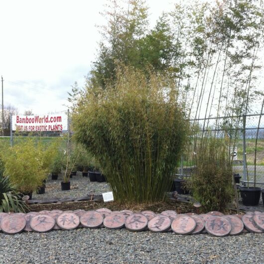 Fargesia robusta 'Campbell'