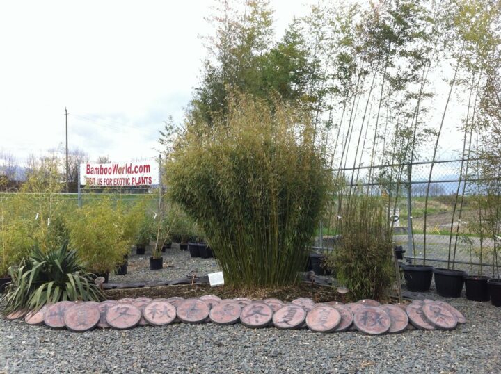 Fargesia robusta 'Campbell'
