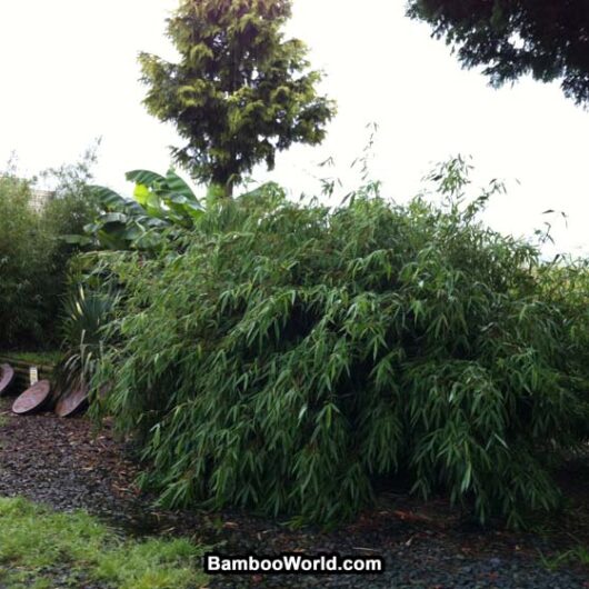 Fargesia robusta 'Wolong'