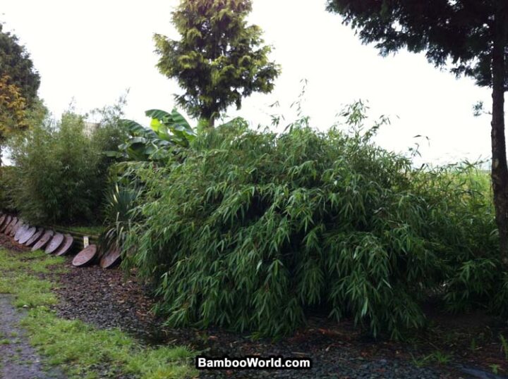 Fargesia robusta 'Wolong'