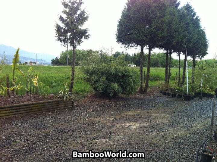 Fargesia robusta 'Wolong' - Image 7