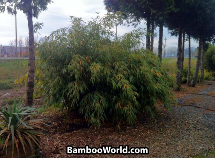 Fargesia robusta 'Wolong' - Image 6