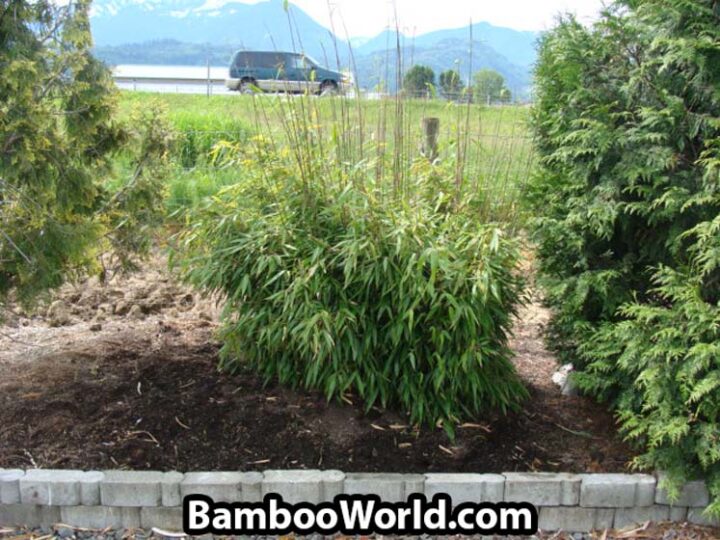 Fargesia robusta 'Wolong' - Image 4