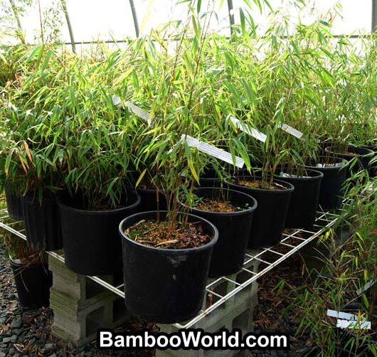 Clumping Bamboo