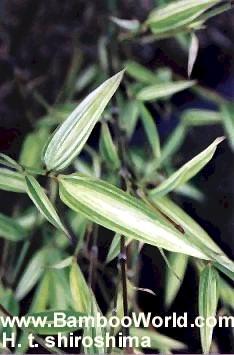 Hibanobambusa tranquillans 'Shiroshima'