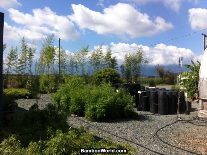 Phyllostachys heteroclada (Water Bamboo) - Image 2