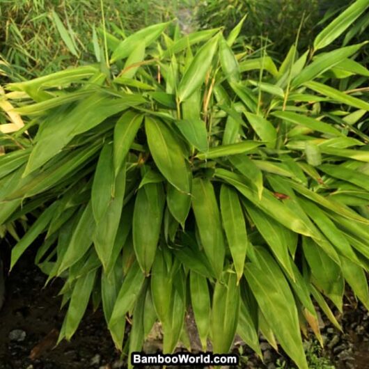 Indocalamus Tessallatus