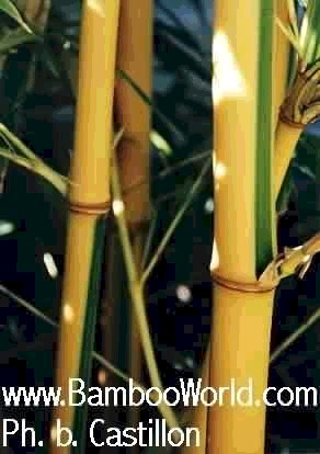 Phyllostachys bambusoides 'Castillon'