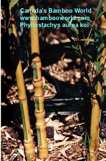 Phyllostachys aurea 'Koi'
