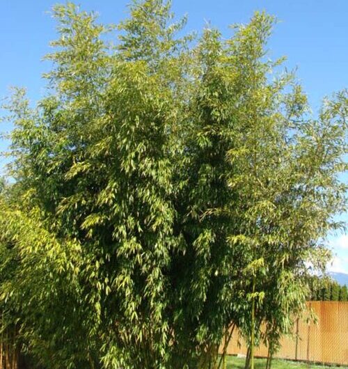 Phyllostachys vivax 'Huangwhenzhu'