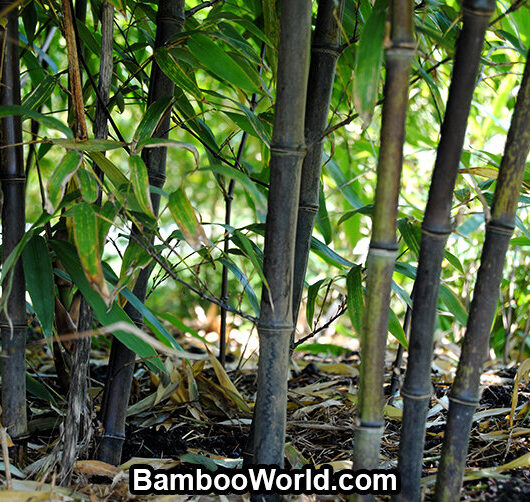 Phyllostachys nigra 'Hale' (Hardy Black)