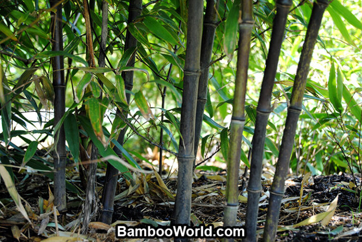 Phyllostachys nigra 'Hale' (Hardy Black)