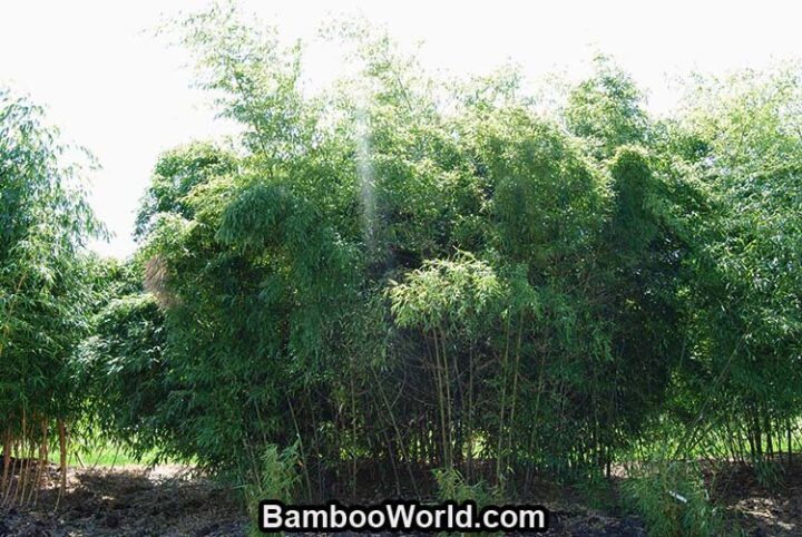 Phyllostachys nigra 'Tosaensis' - Image 6