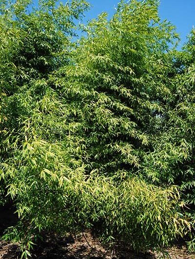 Phyllostachys nigra 'Tosaensis'