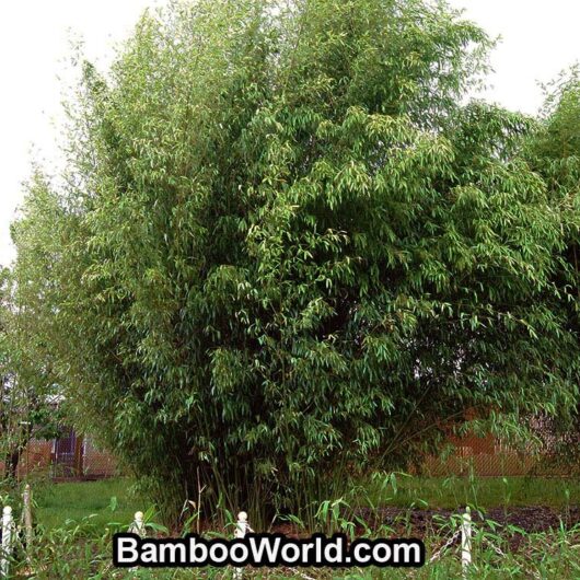 Phyllostachys rubromarginata