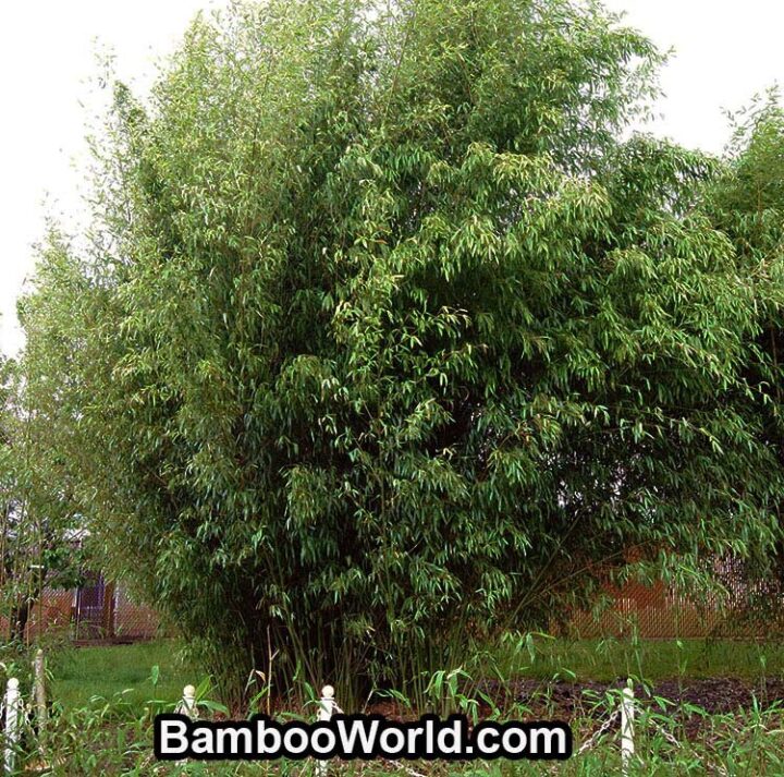 Phyllostachys rubromarginata