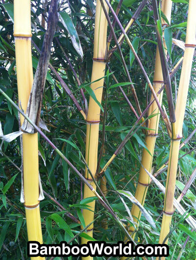 Phyllostachys vivax 'Aureocaulis'