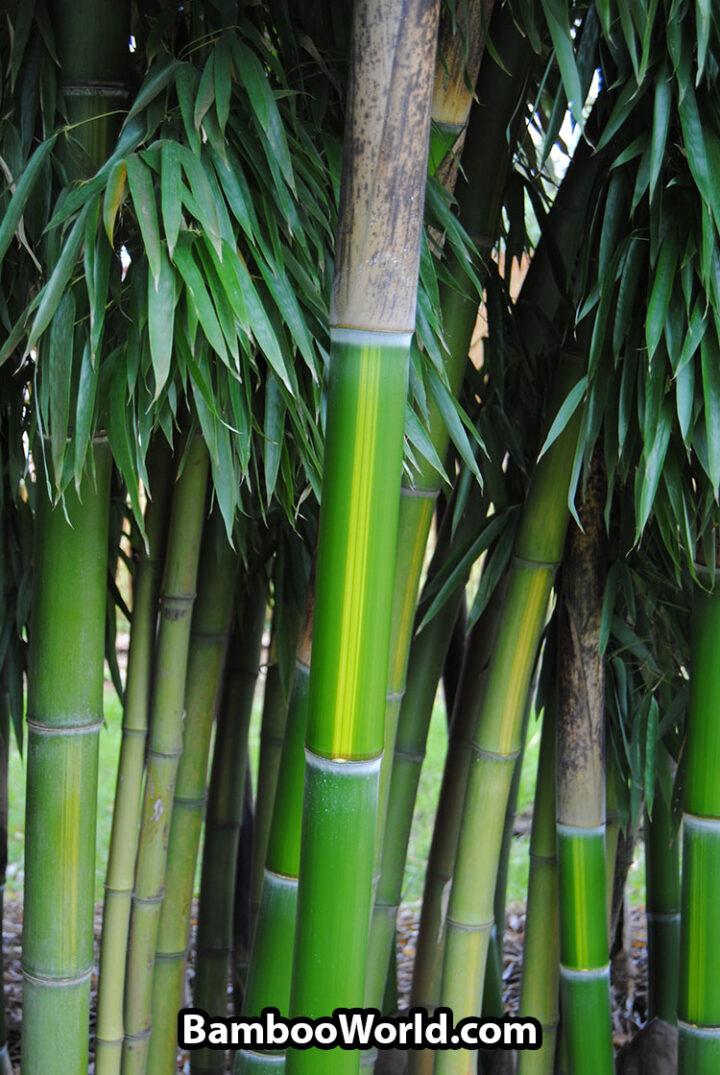 Phyllostachys vivax 'Huangwhenzhu' - Image 2