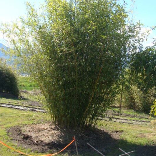 Phyllostachys atrovaginata (also known as congesta)
