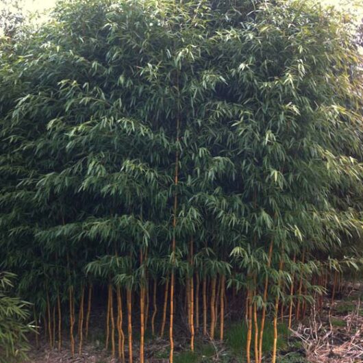 Phyllostachys aureosulcata 'Aureocaulis'