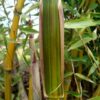 Phyllostachys aureosulcata 'Harbin'