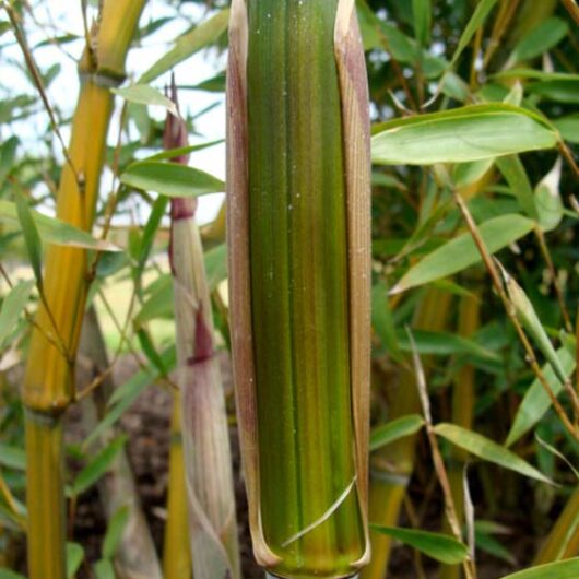 Phyllostachys aureosulcata 'Harbin'