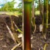 Phyllostachys aureosulcata 'Harbin' - Image 3