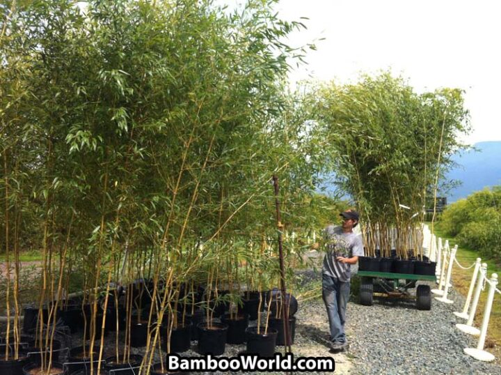 Phyllostachys aureosulcata 'Spectabilis' - Image 10