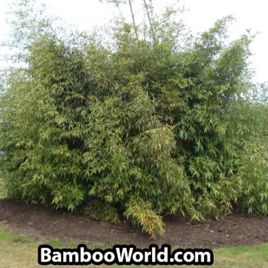 Phyllostachys bambusoides (Also Known as 'Madake' or Japanese Timber Bamboo)