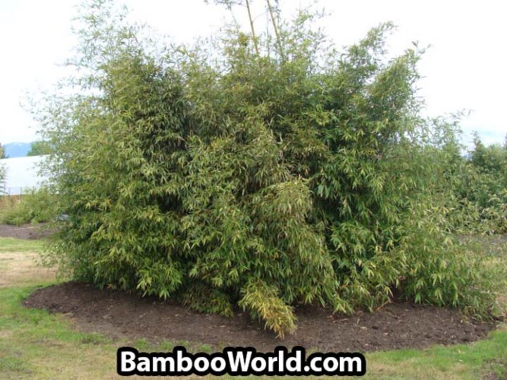 Phyllostachys bambusoides (Also Known as 'Madake' or Japanese Timber Bamboo)