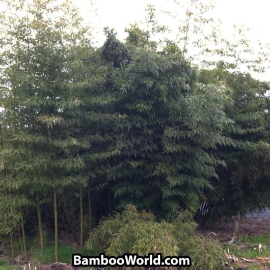 Phyllostachys Dulcis