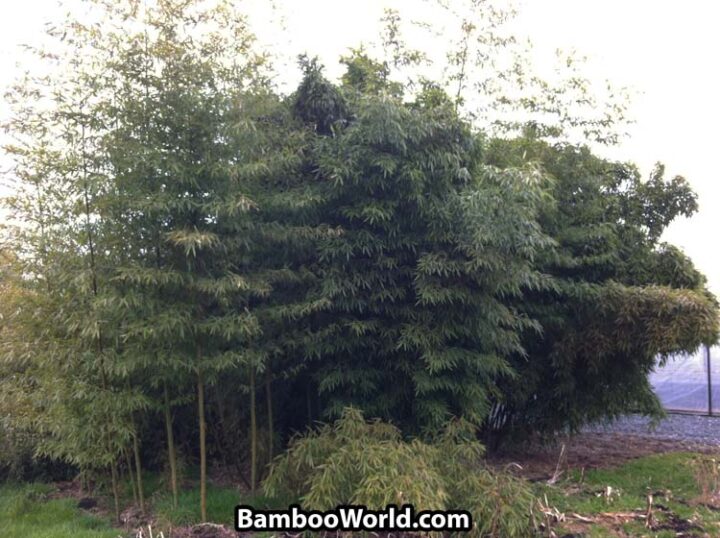 Phyllostachys Dulcis