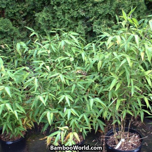 Phyllostachys edulis (Moso)
