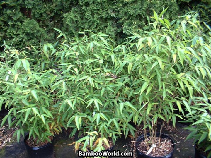 Phyllostachys edulis (Moso)