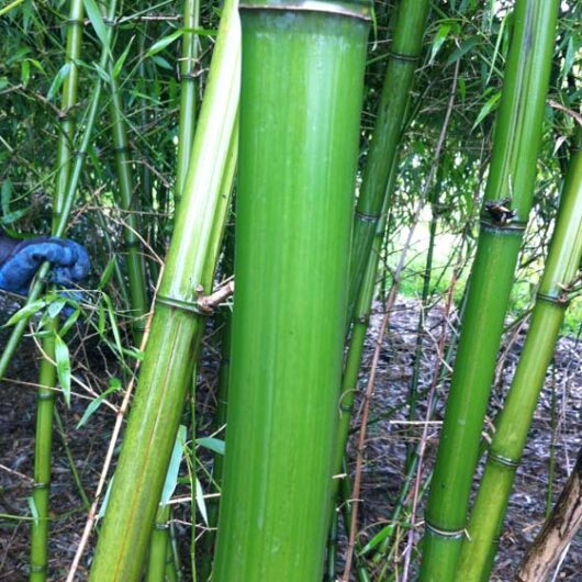 Phyllostachys iridescens