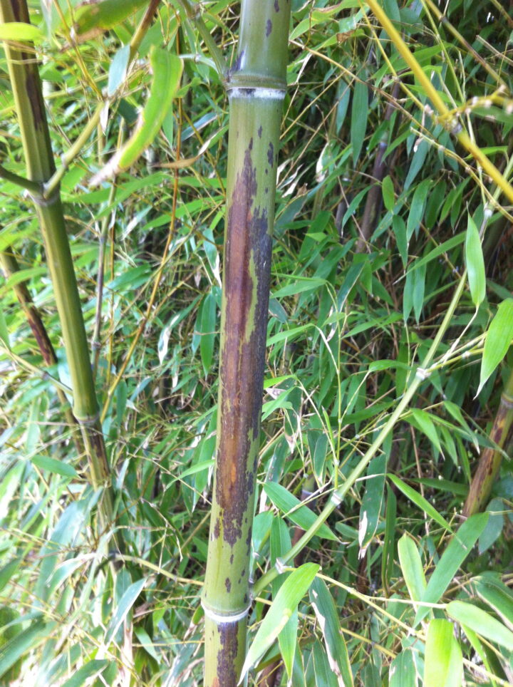 Phyllostachys nigra 'Bory' - Image 9