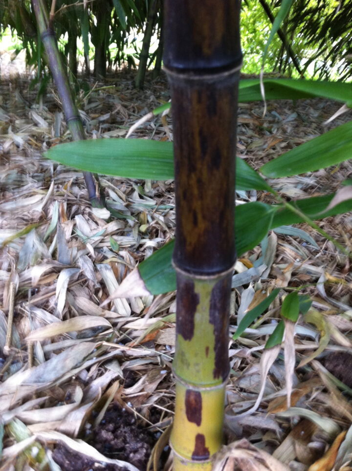 Phyllostachys nigra 'Bory' - Image 8